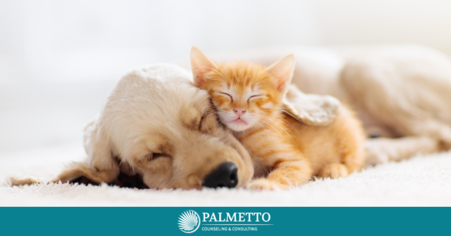 8 Simple Ways to Get Better Sleep, a Blog by Palmetto Counseling & Consulting
