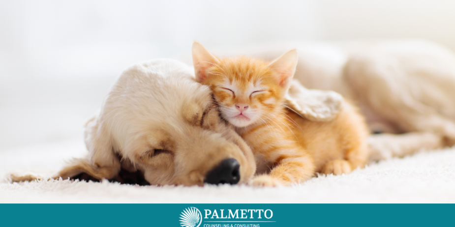 8 Simple Ways to Get Better Sleep, a Blog by Palmetto Counseling & Consulting